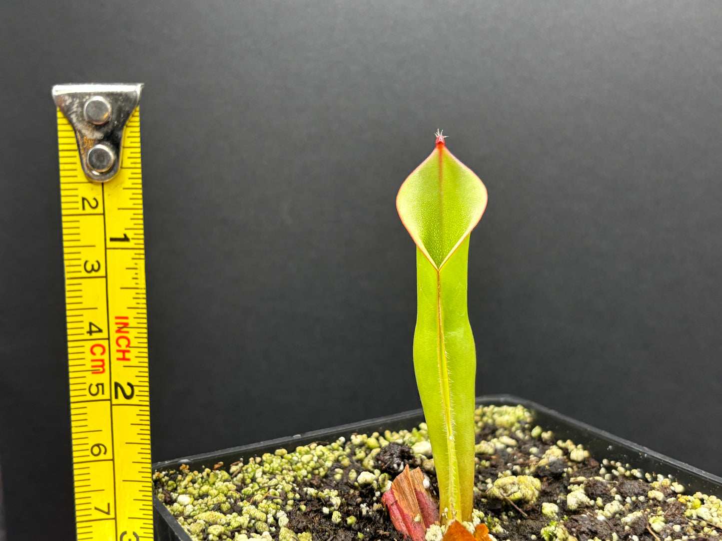 Heliamphora ionasi