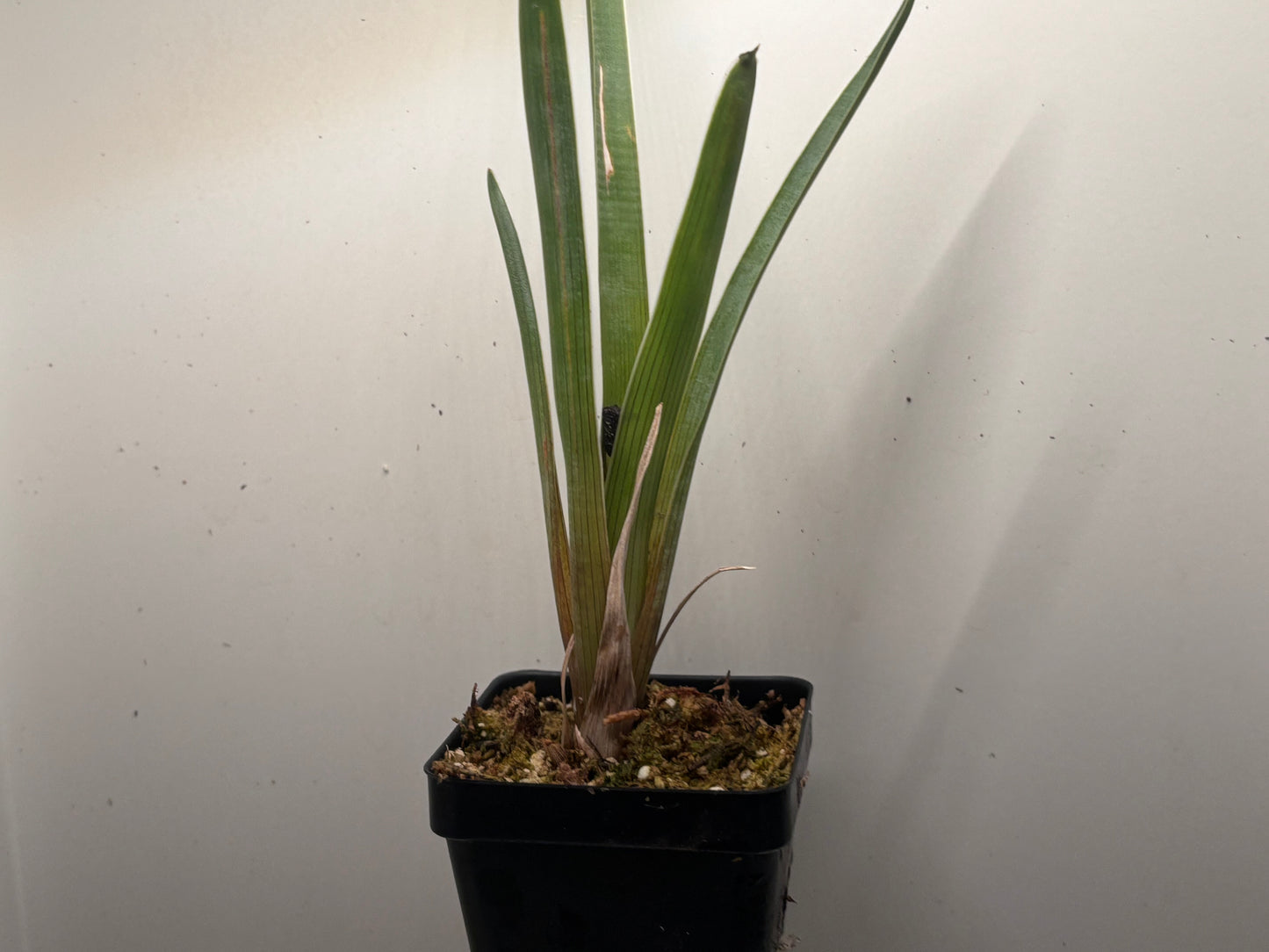Brocchinia reducta