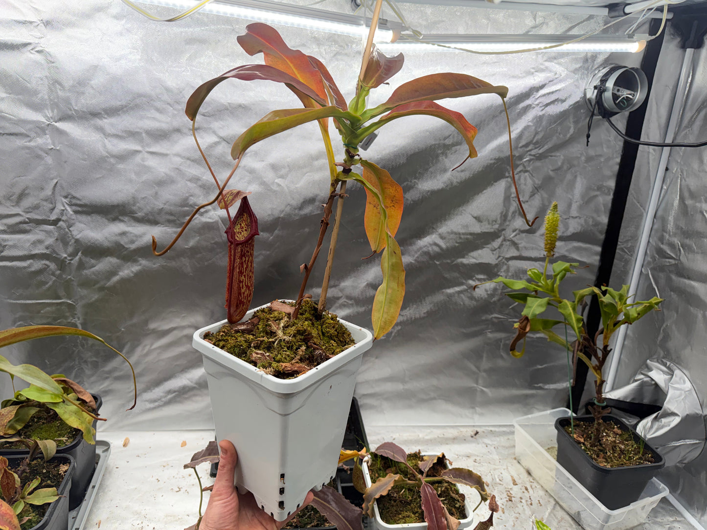 Nepenthes ‘Miranda’