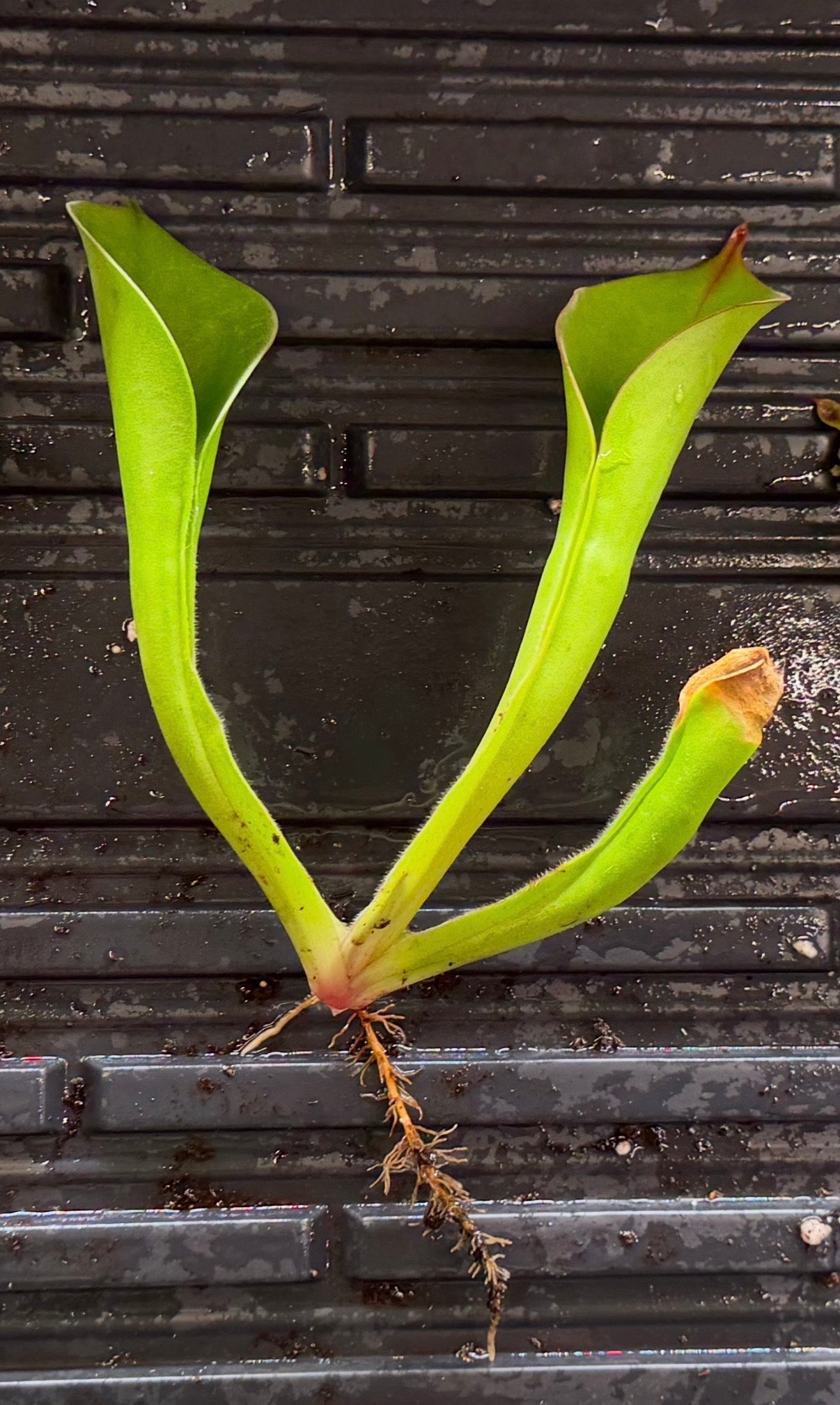 Heliamphora chimantensis (Chimanta Tepui) Clone 03