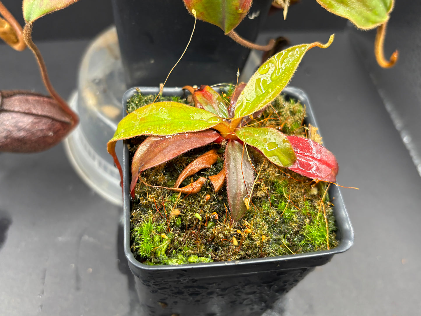 Nepenthes palawanensis