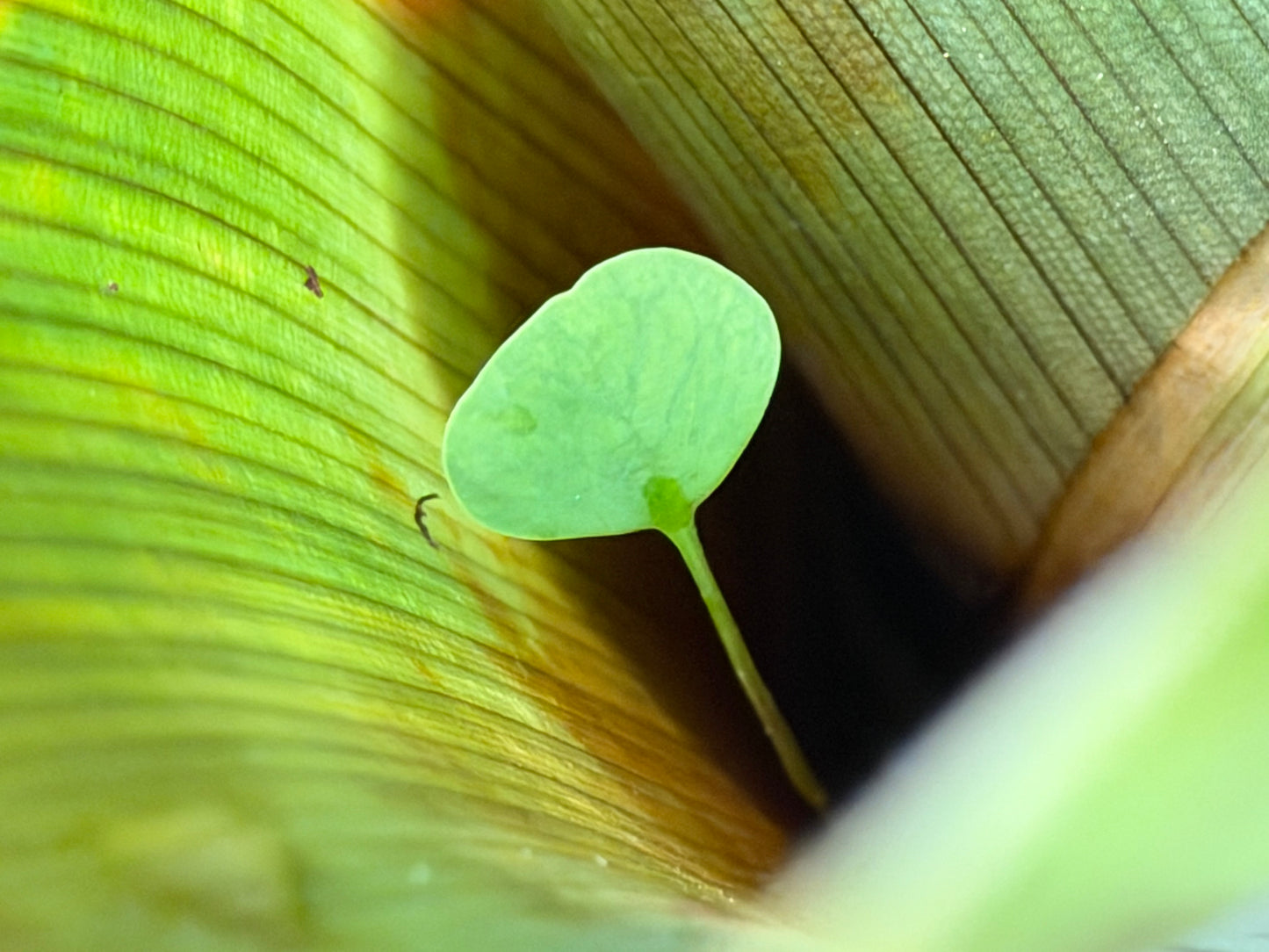 Brocchinia tatei