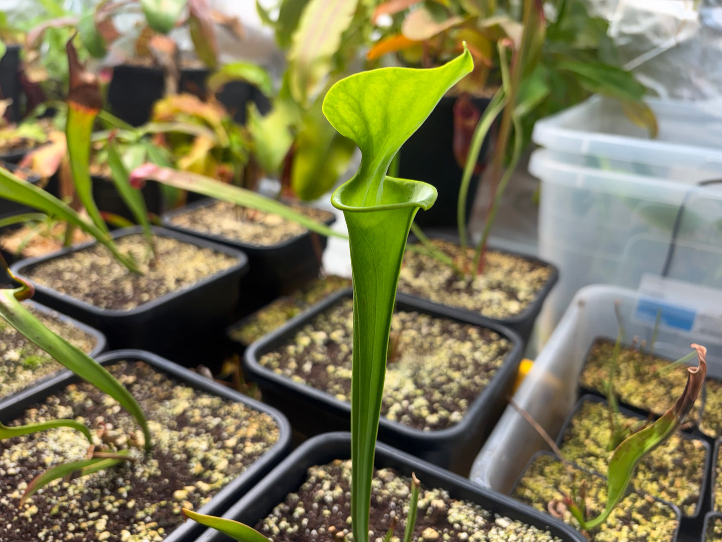 Sarracenia flava