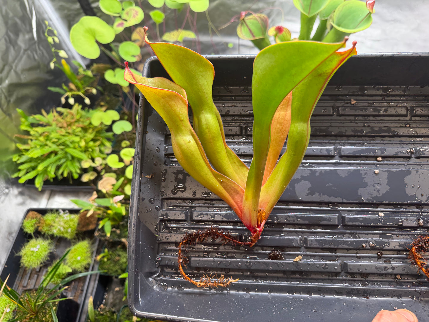 Heliamphora ionasi