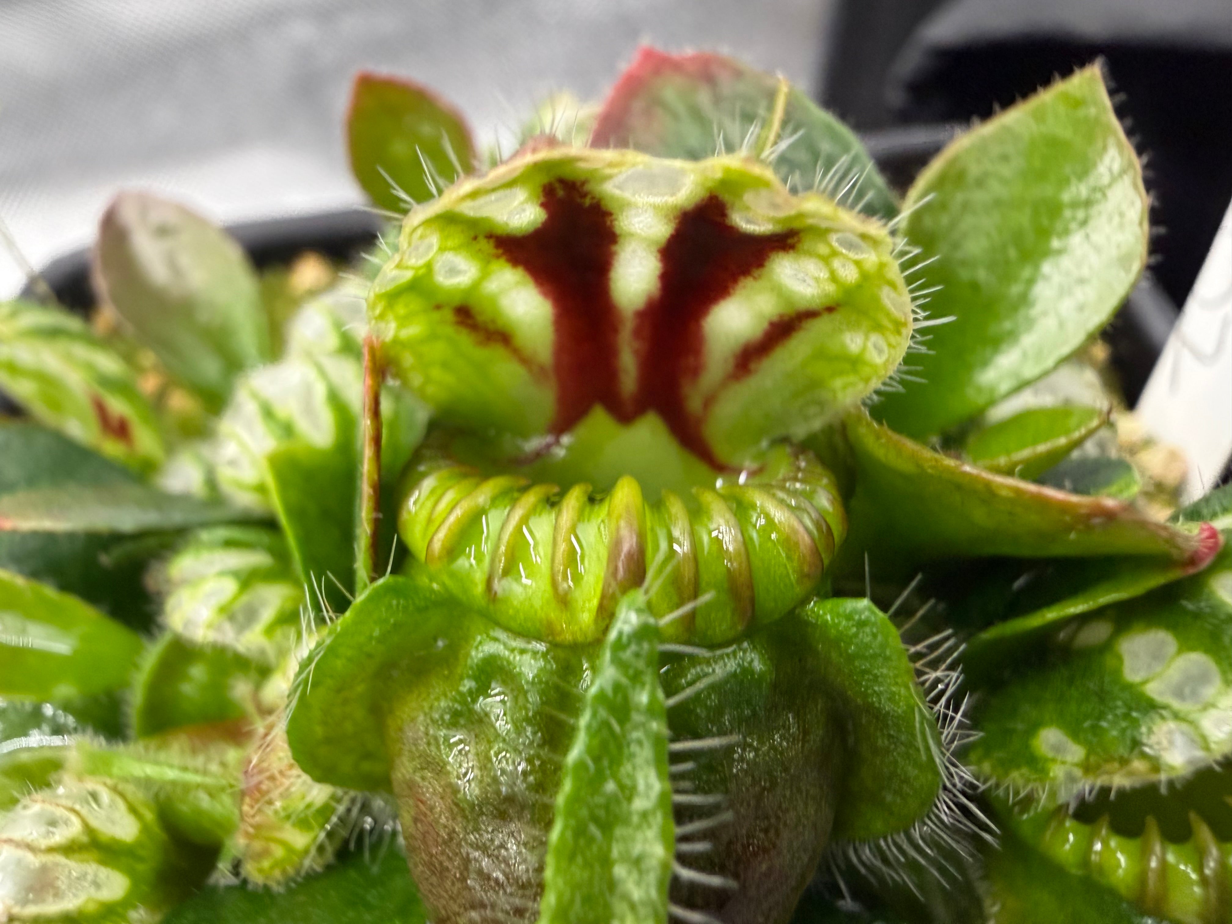 Cephalotus follicularis – Flora Horrors
