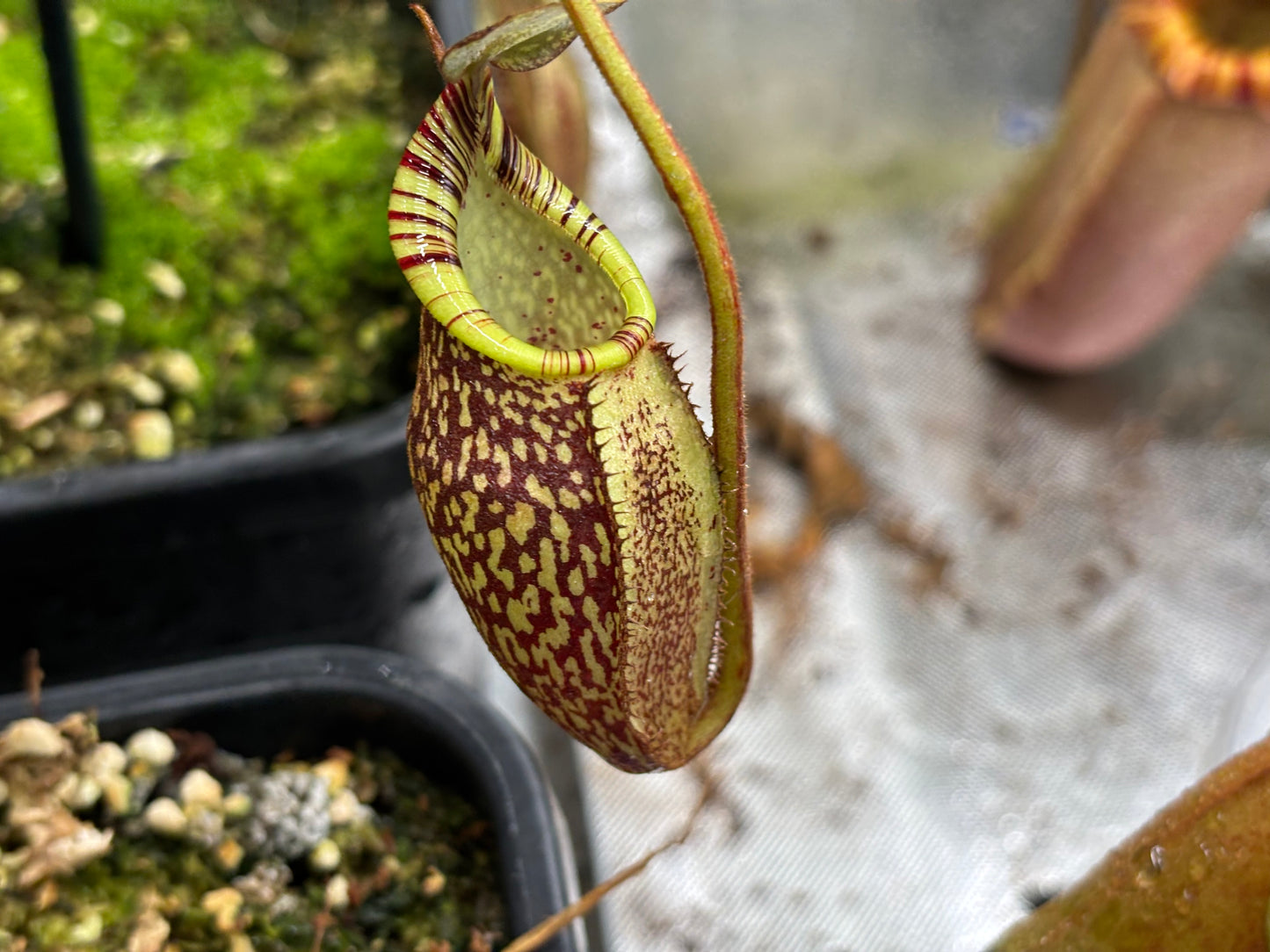 Nepenthes spectabilis x mira (Giant form)