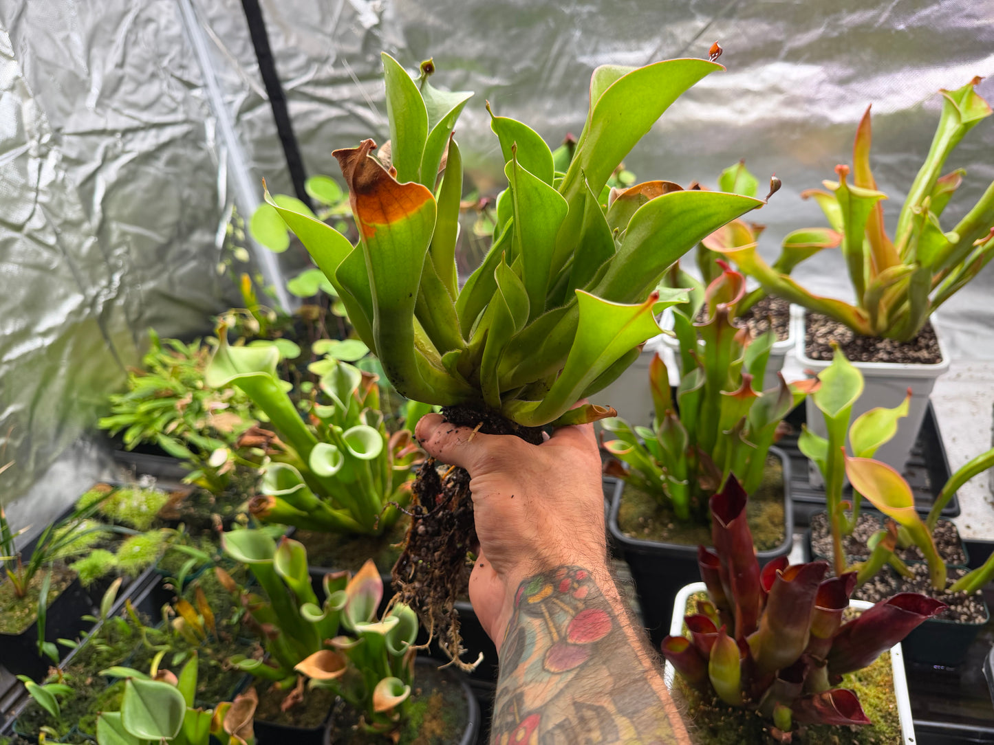 Heliamphora chimantensis (Chimanta Tepui) Clone 03
