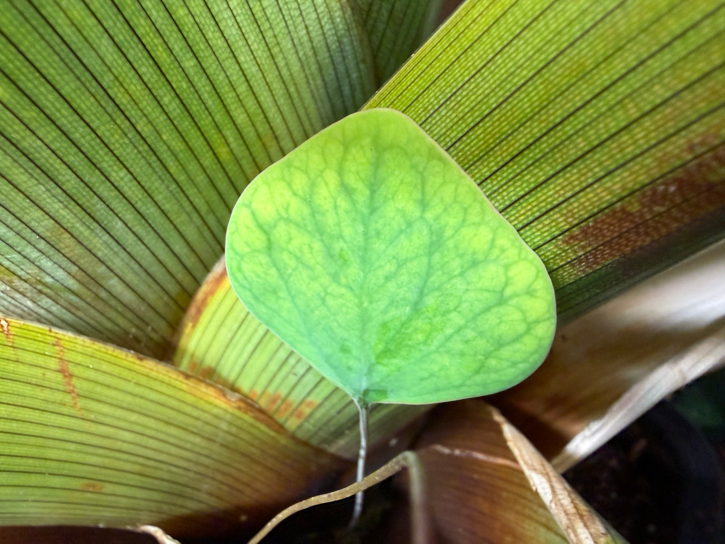Brocchinia tatei