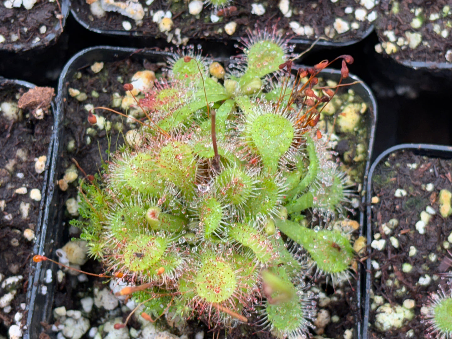 Drosera spatulata
