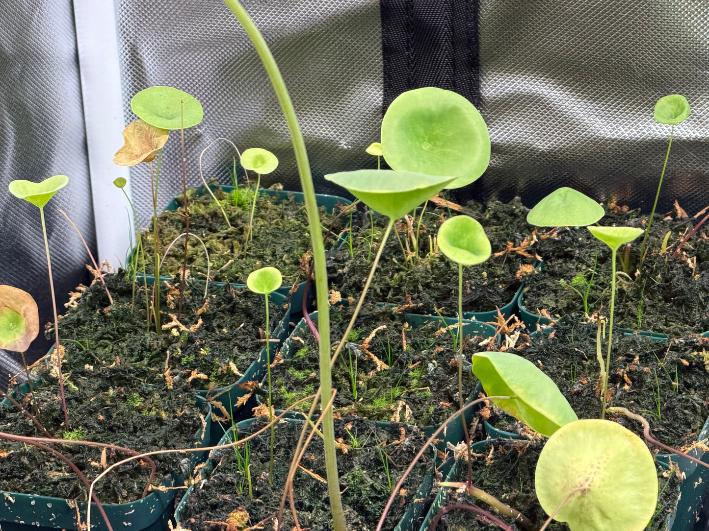 Utricularia nelumbifolia