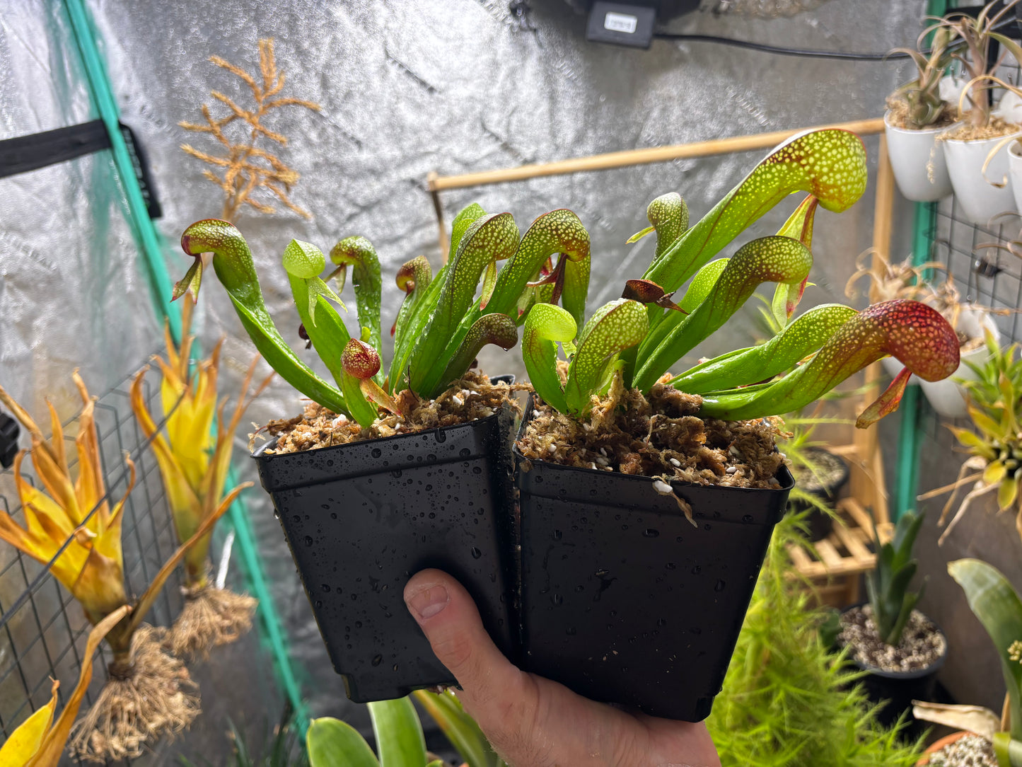 Darlingtonia californica