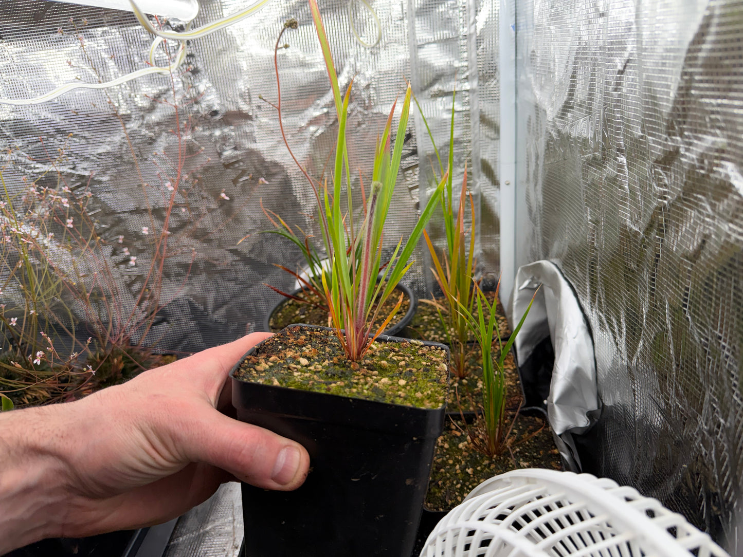 Stylidium affine -The Queen Triggerplant