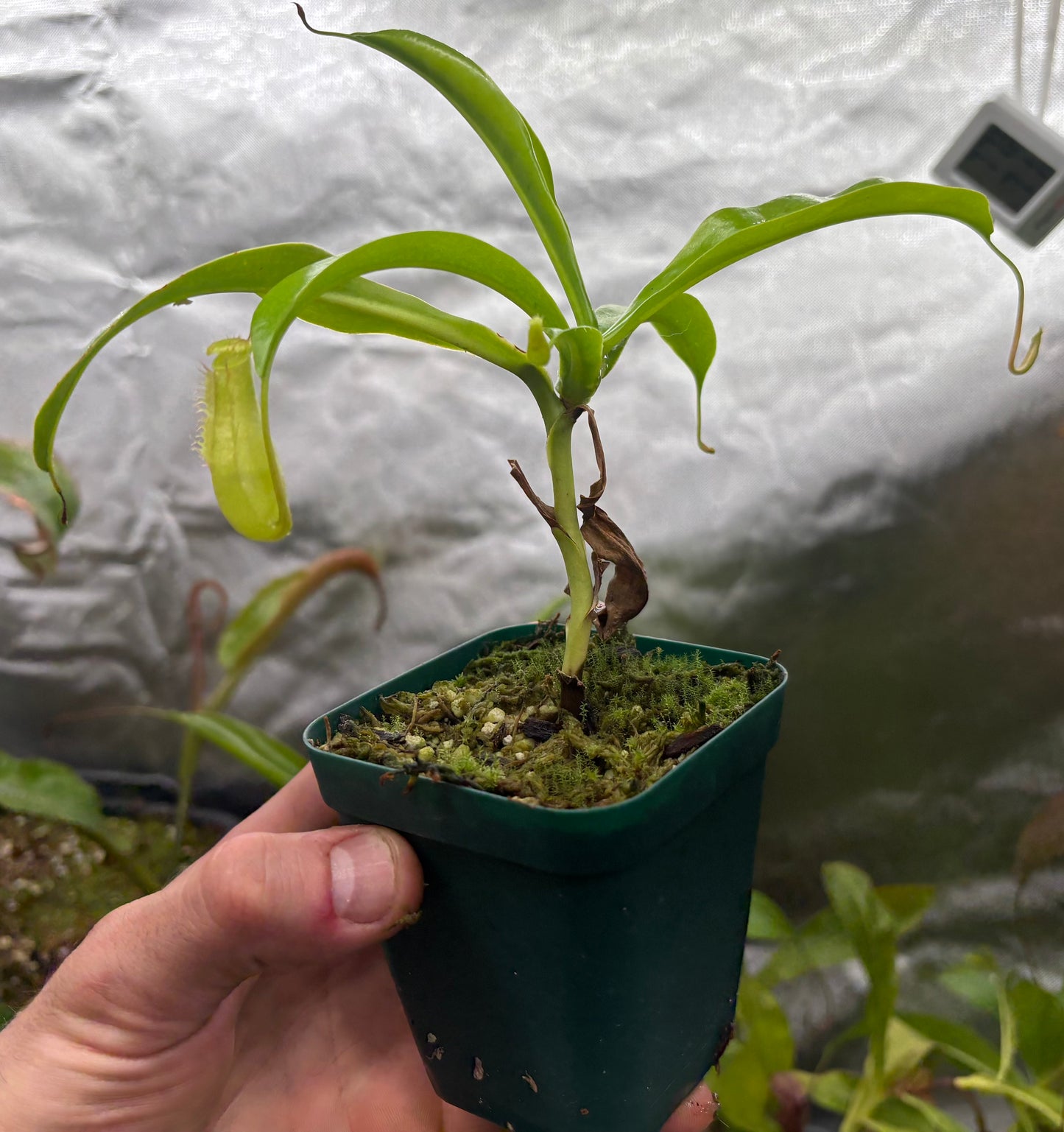 Nepenthes ventrata