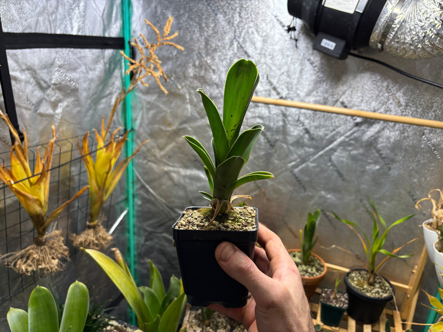 Brocchinia hechtioides
