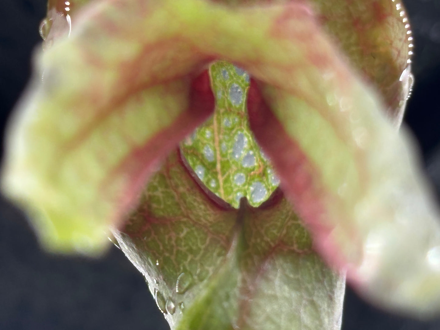 Darlingtonia californica