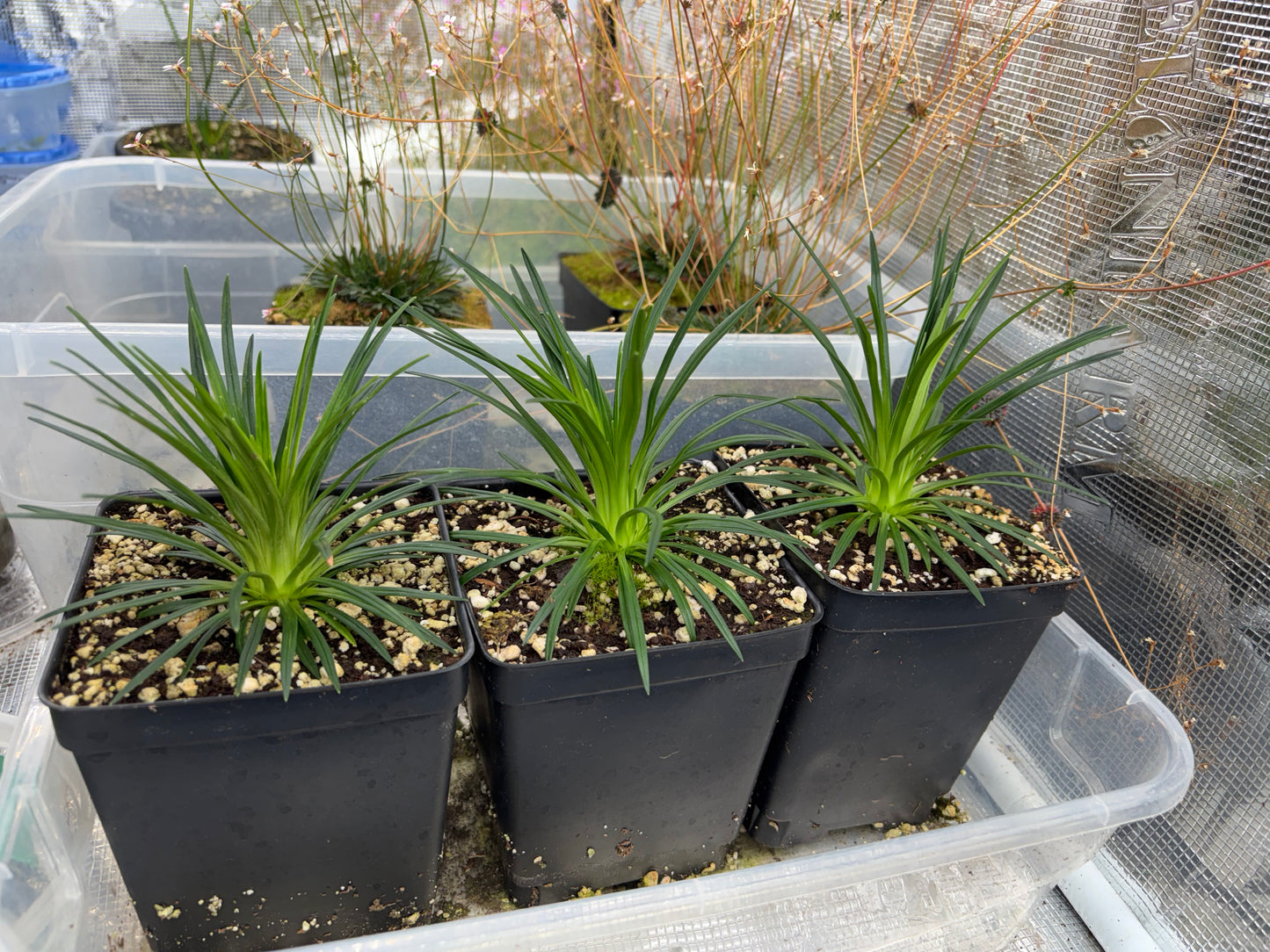 Stylidium graminifolium