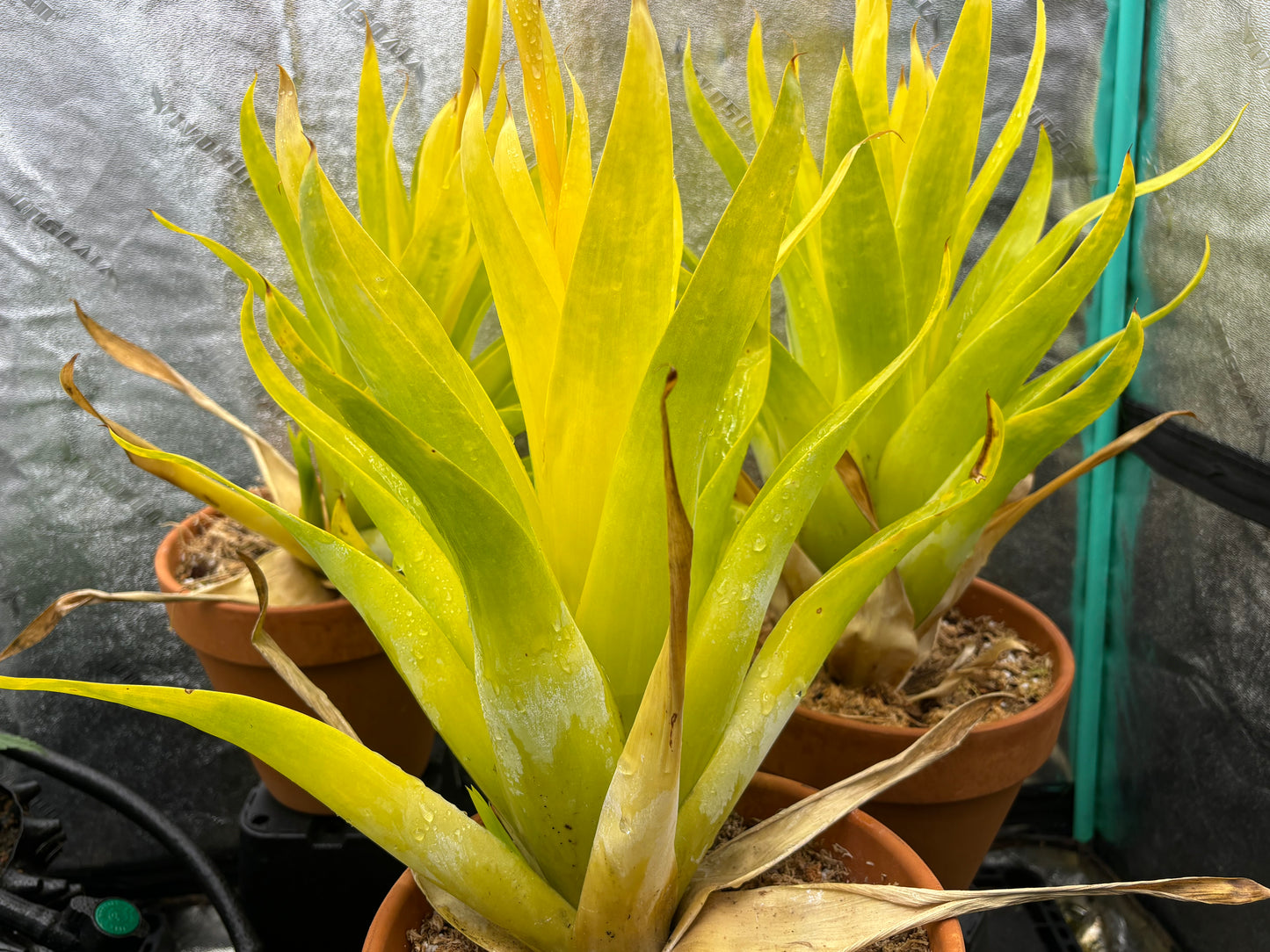 Catopsis berteroniana