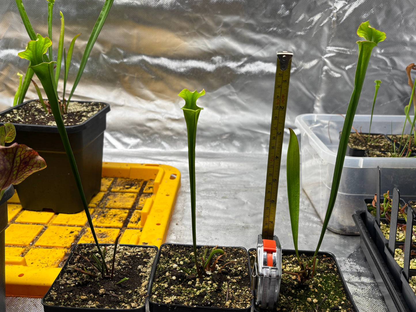 Sarracenia flava x cuprea