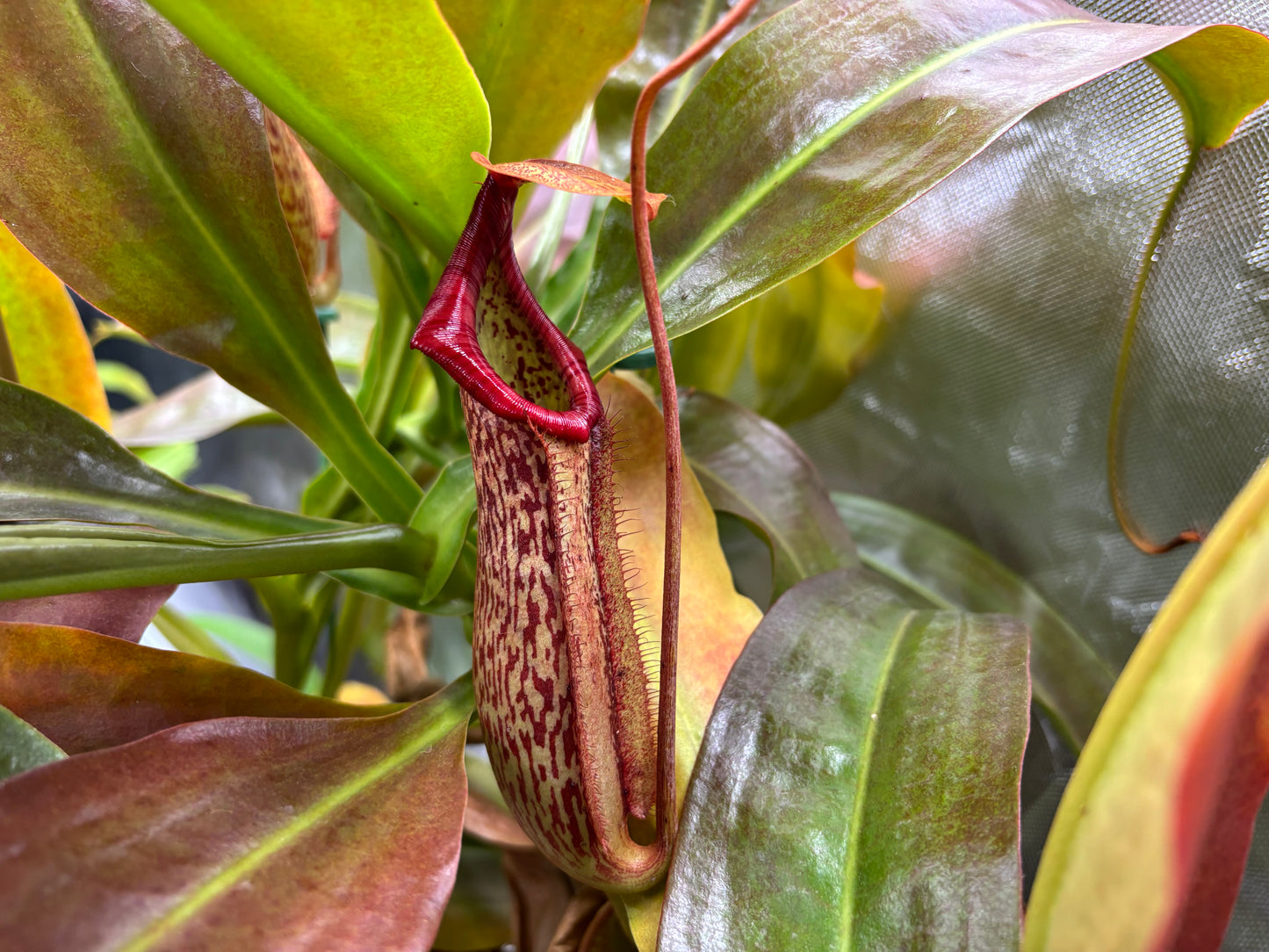 Nepenthes ‘Miranda’