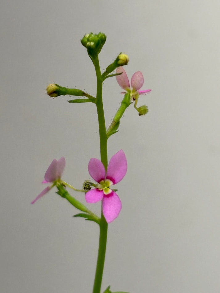 Stylidium debile – Flora Horrors