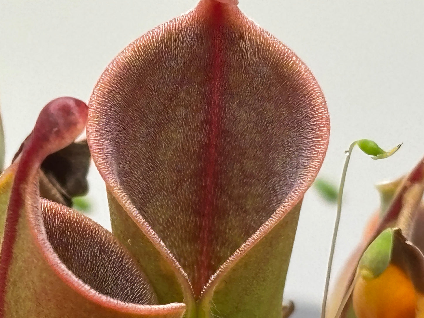 Heliamphora minor