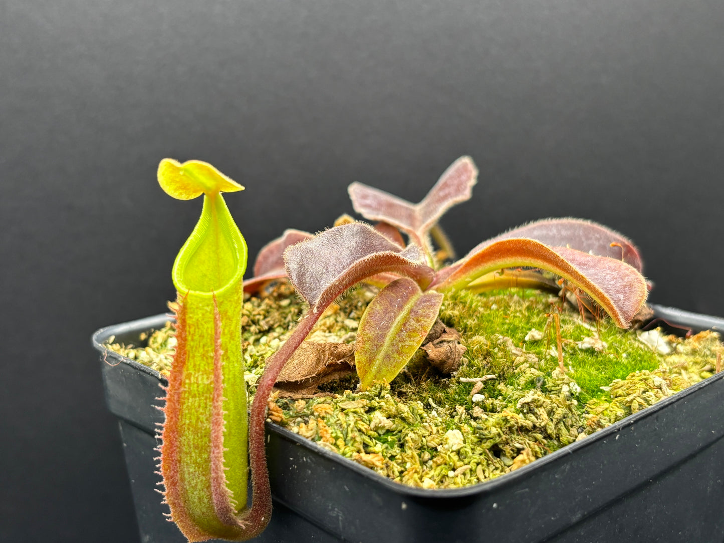 Nepenthes Maxima Sulawesi wavy-leaf BE3907