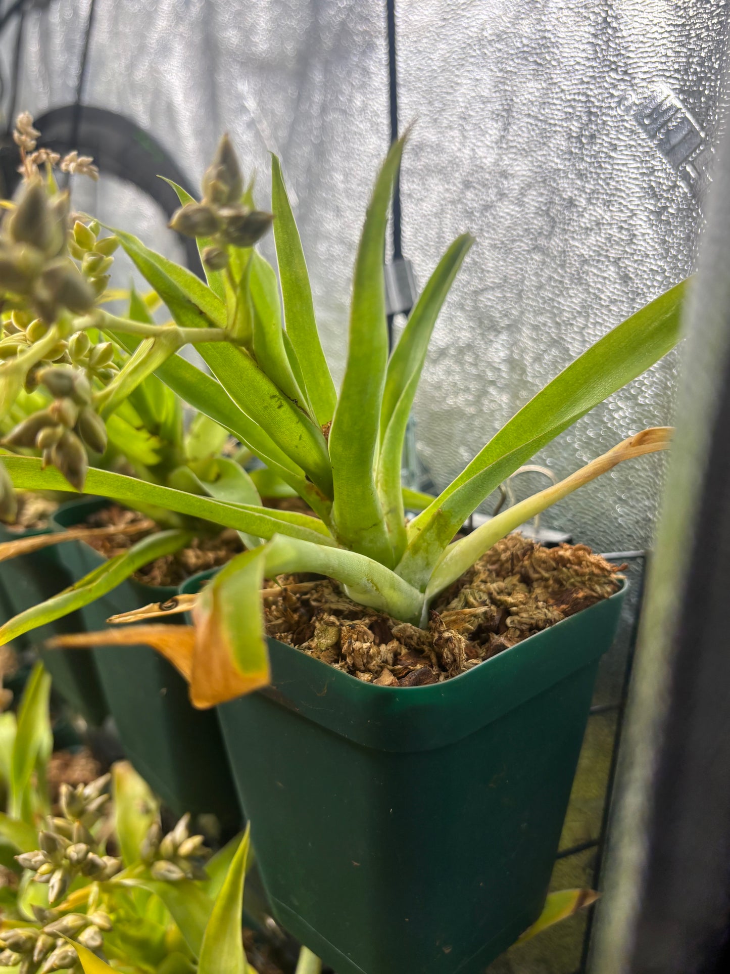 Catopsis morreniana