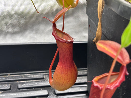 Nepenthes ventrata