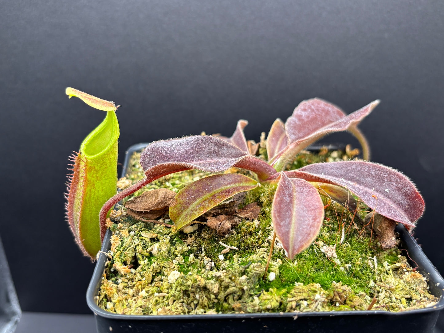 Nepenthes Maxima Sulawesi wavy-leaf BE3907