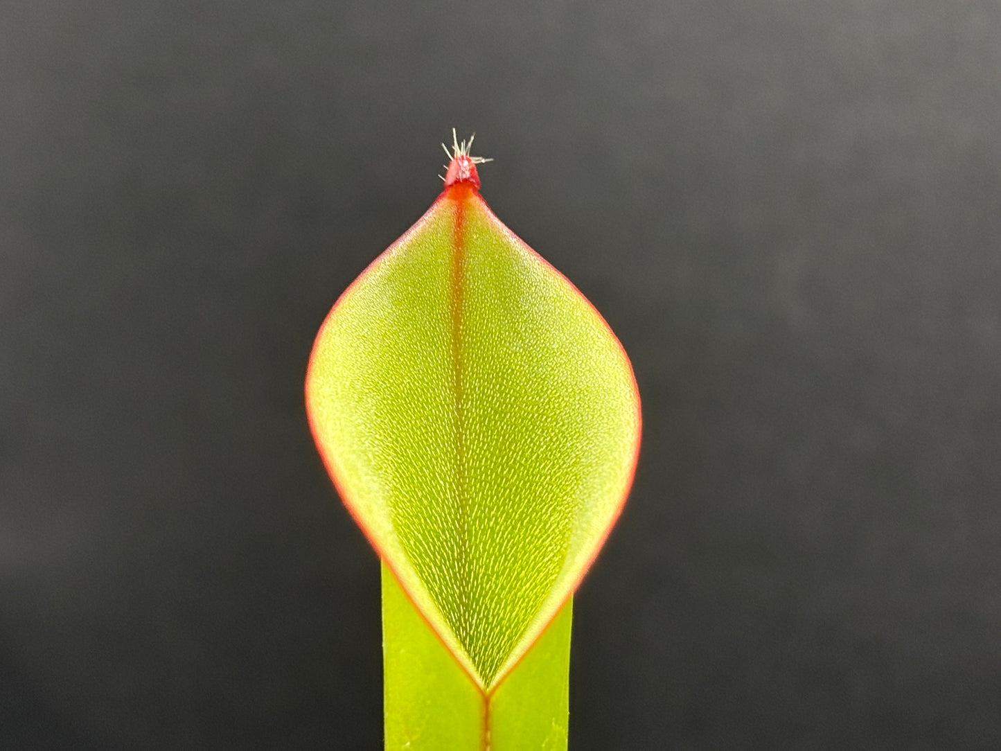 Heliamphora ionasi