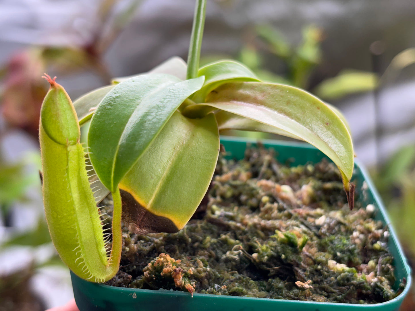 Nepenthes sanguinea