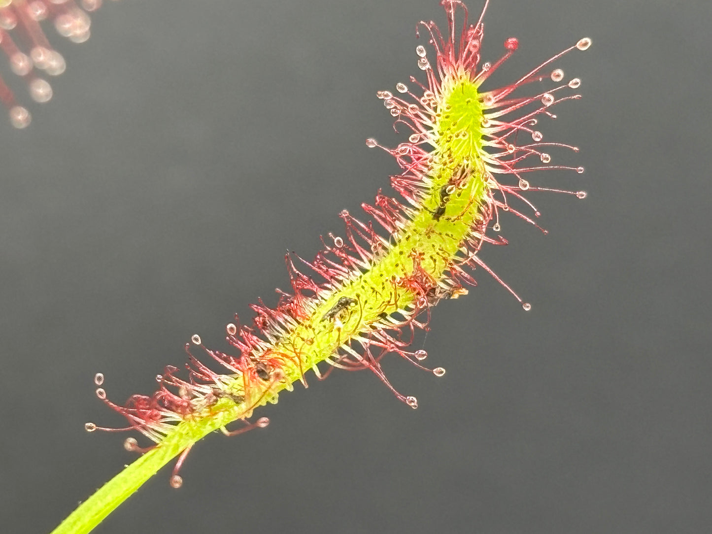 Drosera capensis “Red Form”