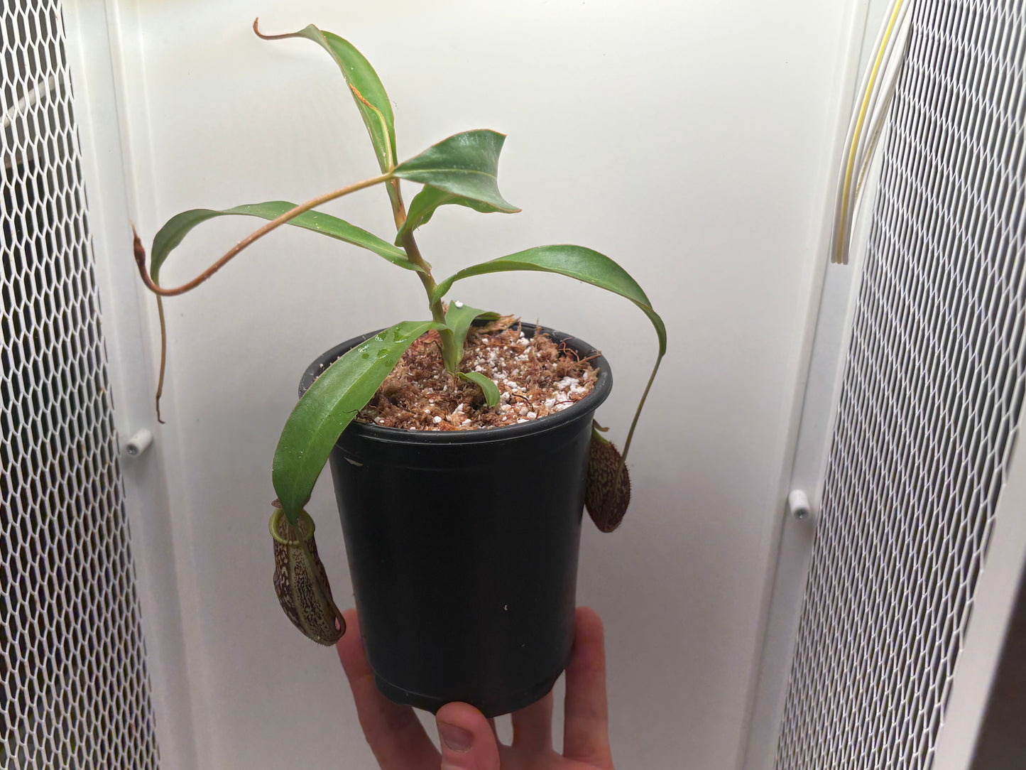 Nepenthes spectabilis x mira (Giant form)
