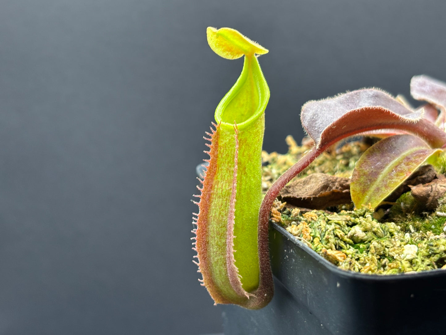 Nepenthes Maxima Sulawesi wavy-leaf BE3907