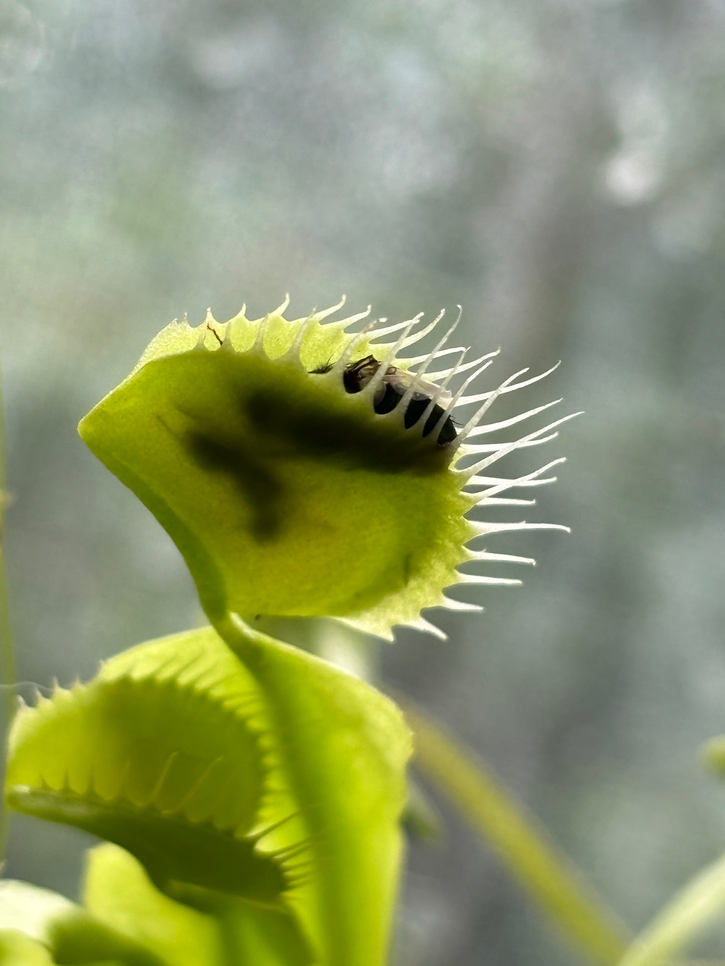 Dionea muscipula - Venus Flytrap