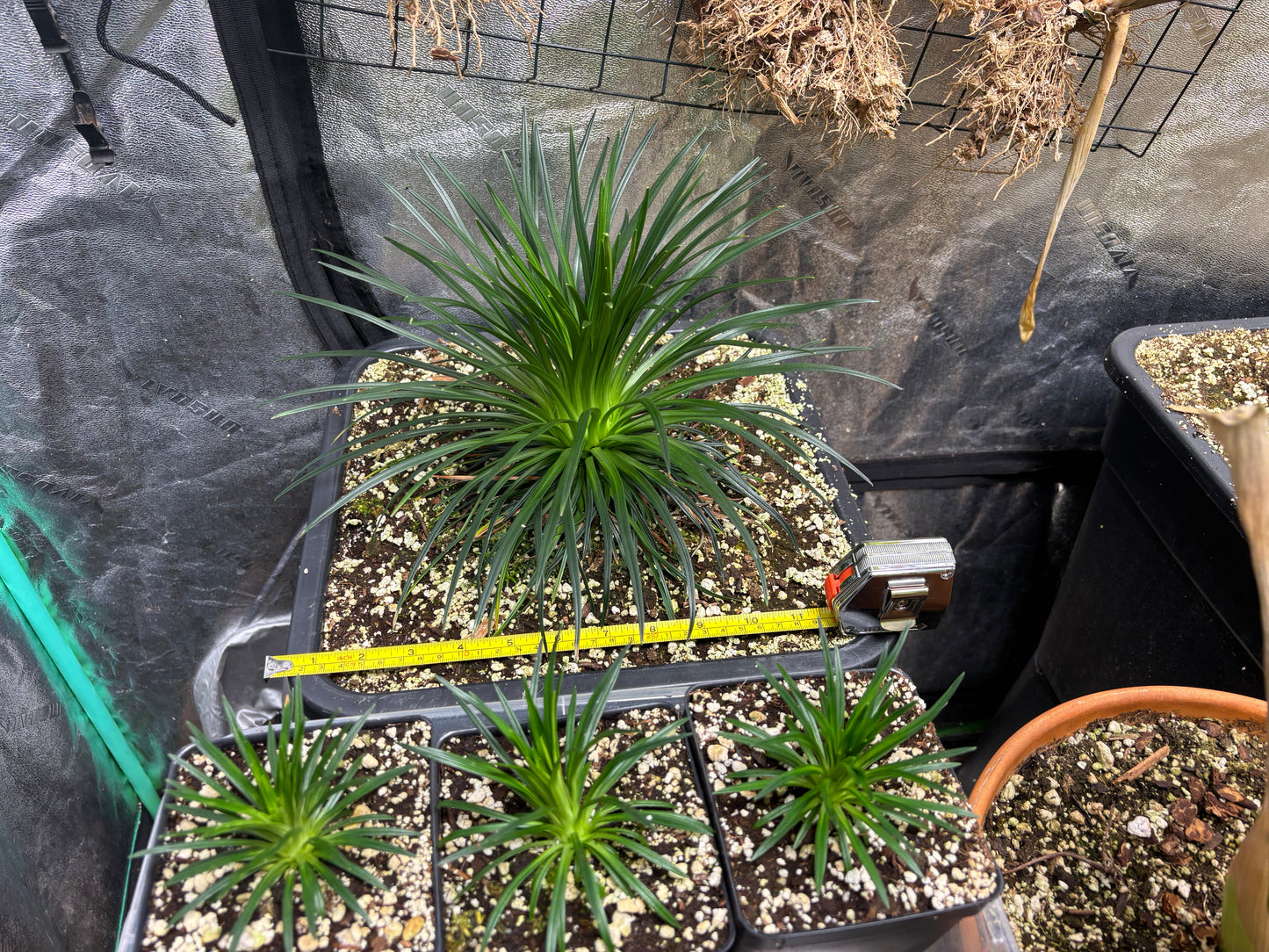 Stylidium graminifolium