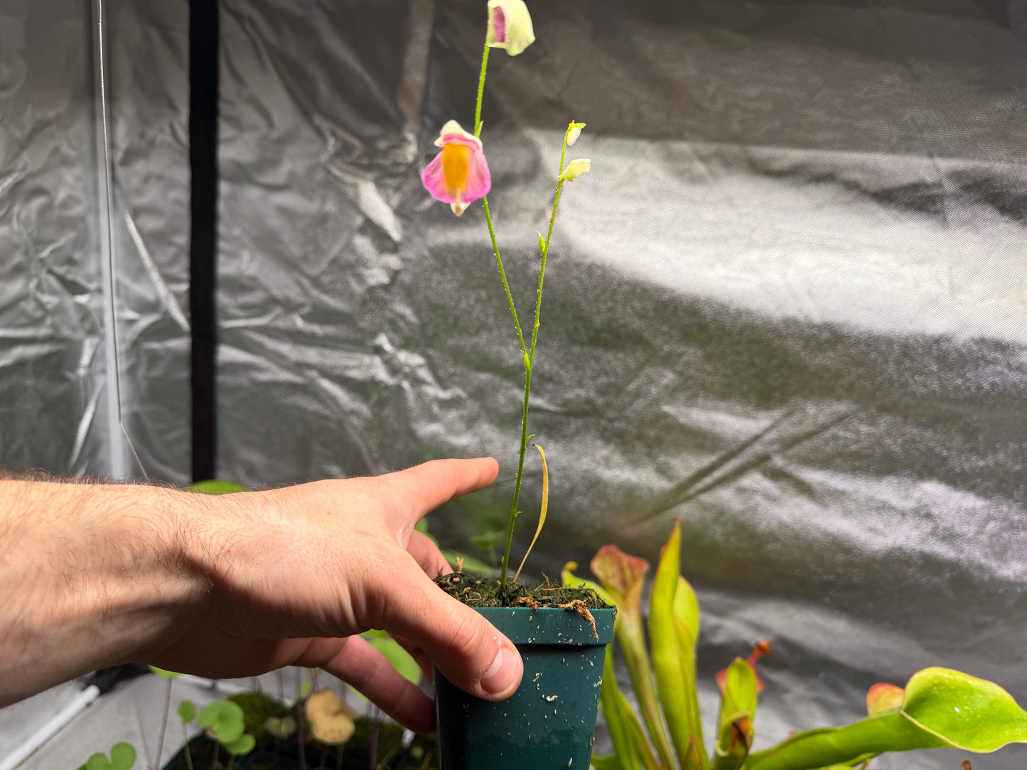 Utricularia jitka