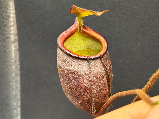 Nepenthes palawanensis