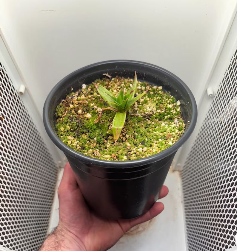 Orectanthe sceptrum