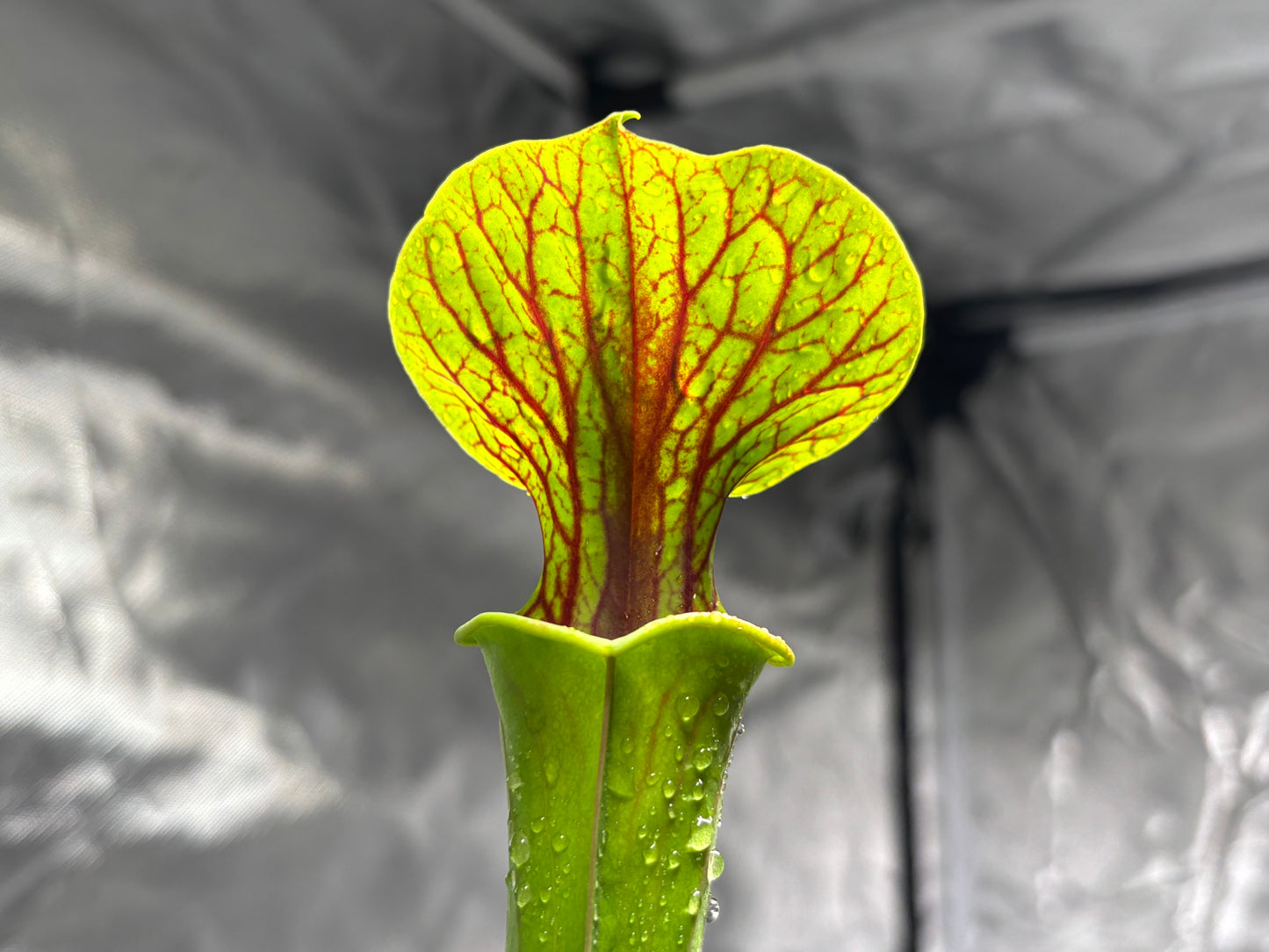 Sarracenia flava x cuprea
