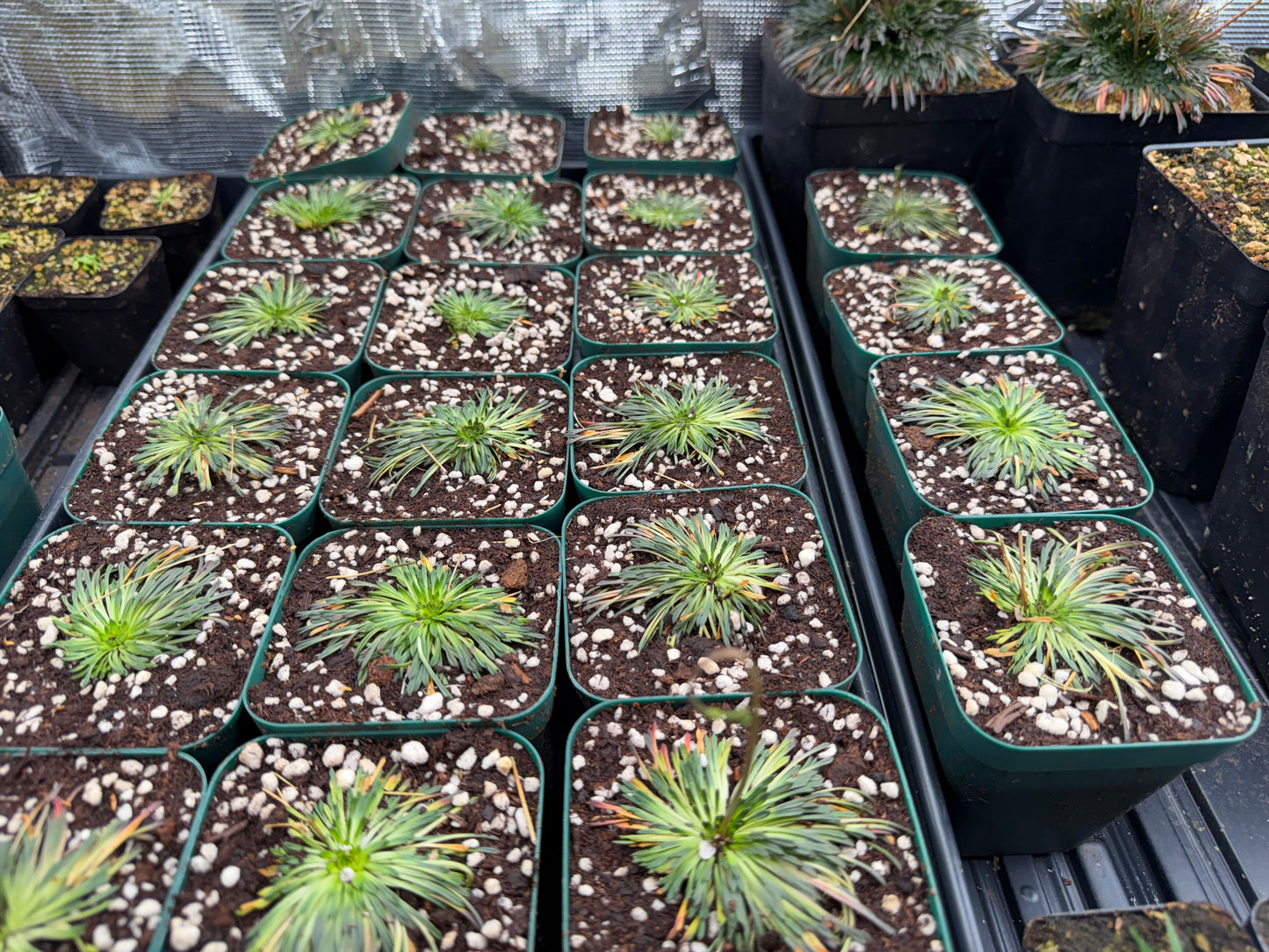 Stylidium caespitosum