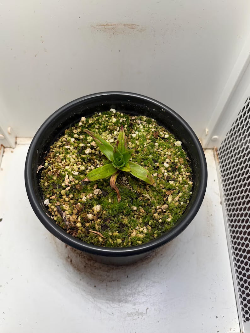 Orectanthe sceptrum