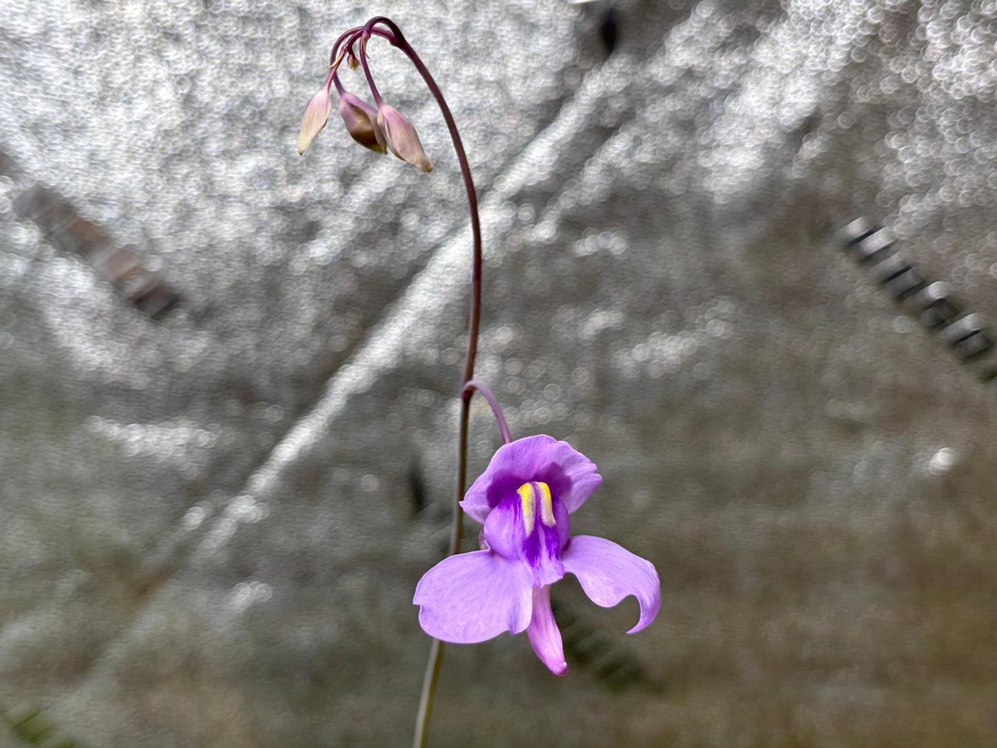 Utricularia nelumbifolia