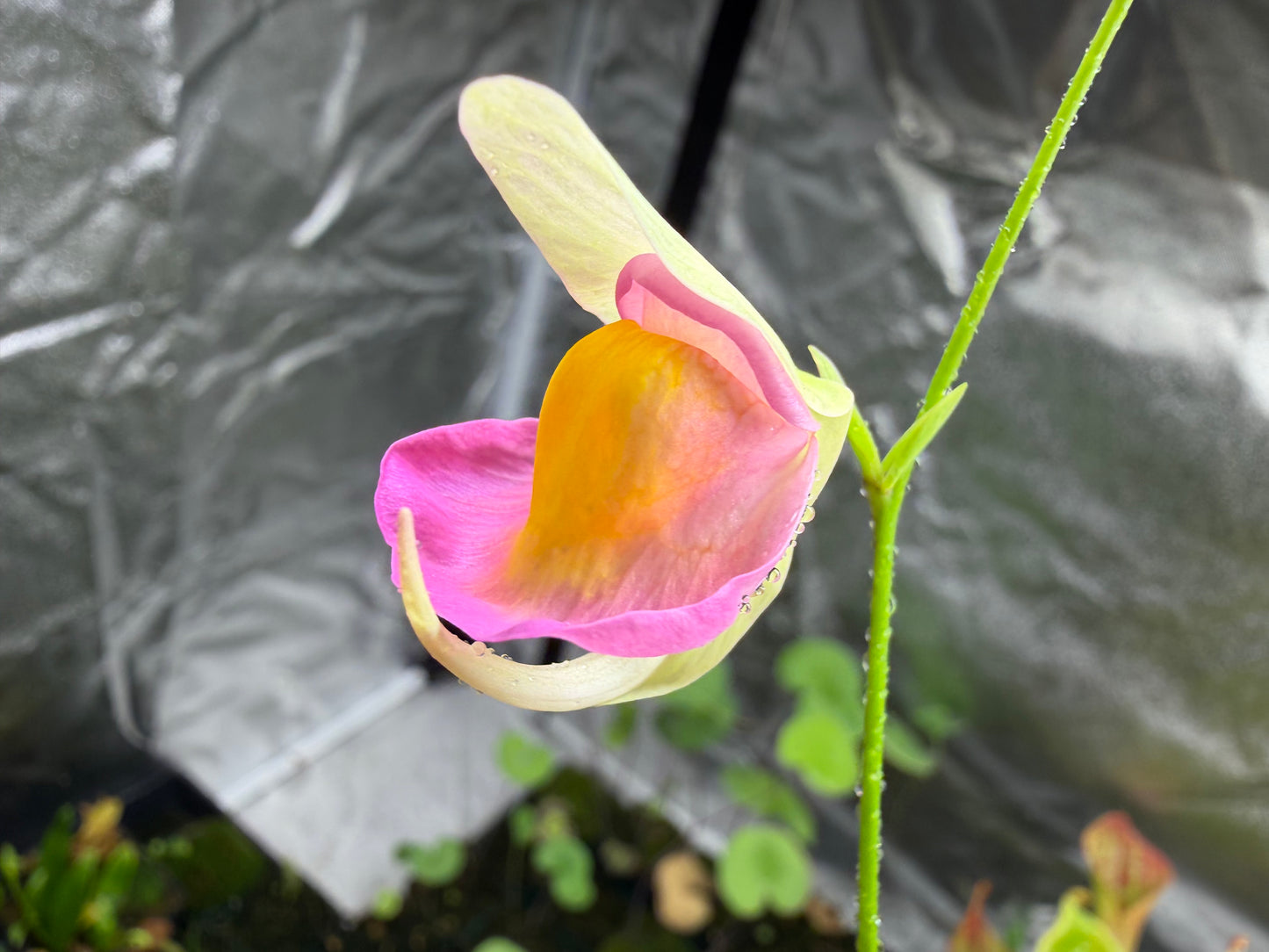 Utricularia jitka