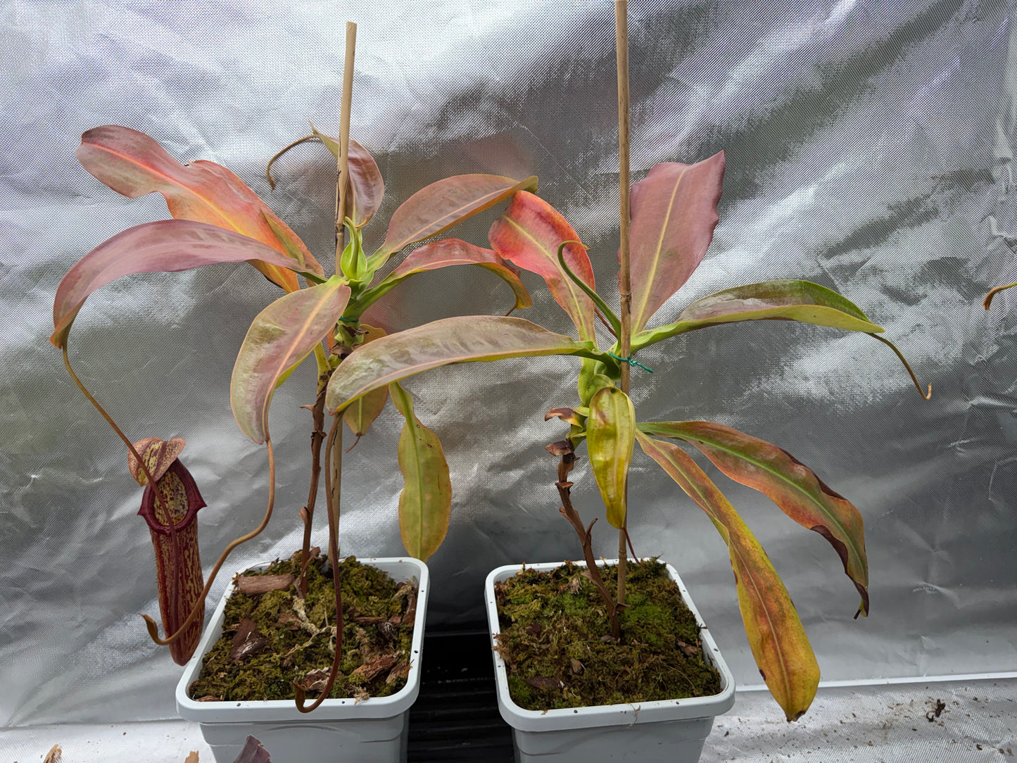 Nepenthes ‘Miranda’