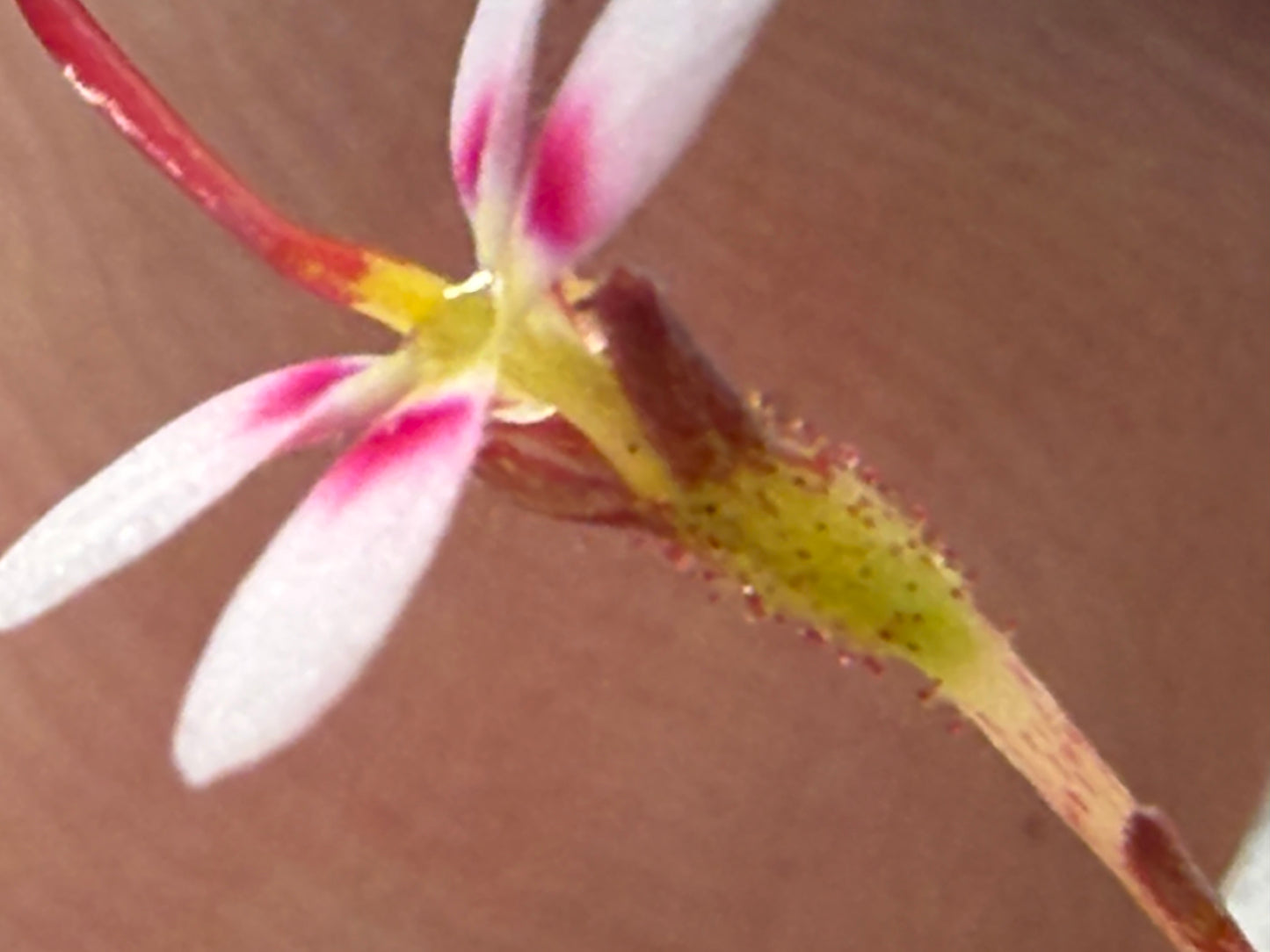 Stylidium caespitosum