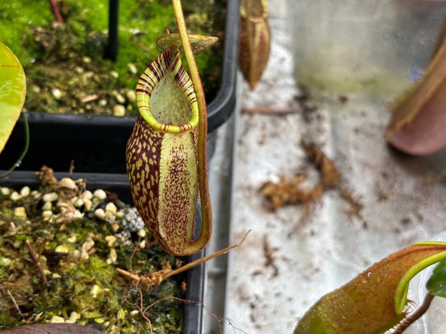 Nepenthes spectabilis x mira (Giant form)