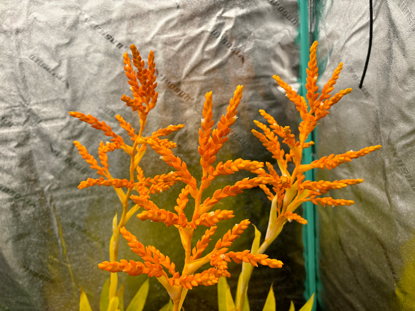 Catopsis berteroniana