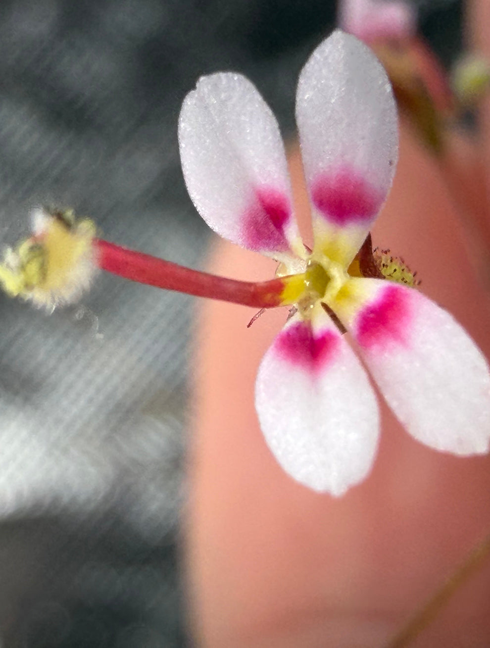 Stylidium caespitosum – Flora Horrors