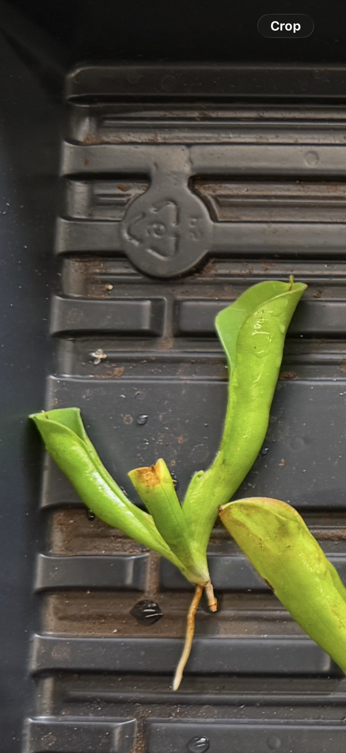 Heliamphora macdonaldae